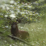 Canon EOS 70D 2019-10-05 09:39:18 f/7.1 1/500sec ISO-1600 420mm