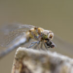 Thierry Wattez NIKON D810 2022-10-12 15:51:25 Thierry Wattez f/4.8 1/400sec ISO-200 150mm