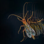 ALAIN BUCHET NIKON D800E 2024-05-01 13:46:38 ALAIN BUCHET 2021 f/32 1/125sec ISO-100 105mm ALAIN BUCHET NIKON D800E 2024-05-01 13:46:38 ALAIN BUCHET 2021 f/32 1/125sec ISO-100 105mm