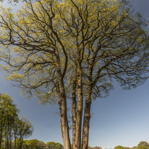 ALAIN BUCHET NIKON D800 2017-04-06 09:32:52 BC-2017 f/6.3 1/125sec ISO-100 20mm ALAIN BUCHET NIKON D800 2017-04-06 09:32:52 BC-2017 f/6.3 1/125sec ISO-100 20mm