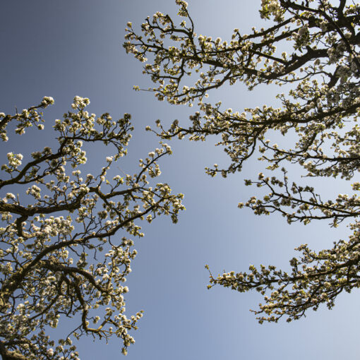 ALAIN BUCHET NIKON D800 2017-04-13 09:26:41 BC-2017 f/5.6 1/125sec ISO-100 20mm ALAIN BUCHET NIKON D800 2017-04-13 09:26:41 BC-2017 f/5.6 1/125sec ISO-100 20mm