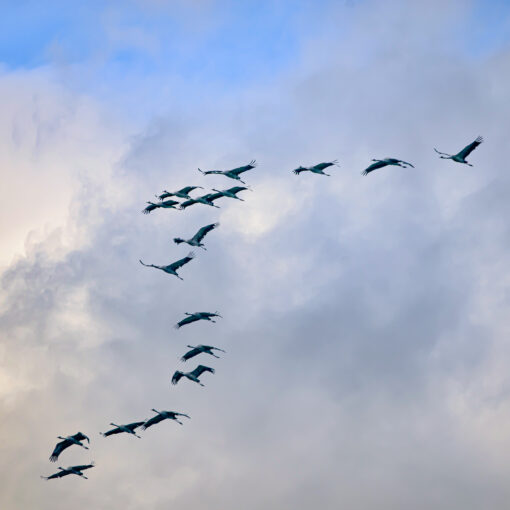 ALAIN BUCHET NIKON D800E 2023-11-22 08:35:32 ALAIN BUCHET 2021 f/6 1/800sec ISO-200 500mm ALAIN BUCHET NIKON D800E 2023-11-22 08:35:32 ALAIN BUCHET 2021 f/6 1/800sec ISO-200 500mm