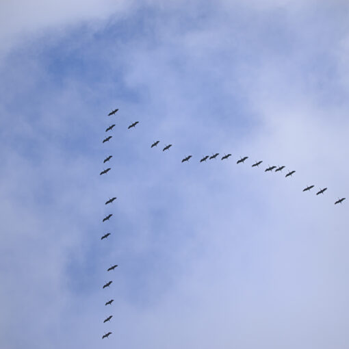 ALAIN BUCHET NIKON D800E 2023-11-22 10:49:18 ALAIN BUCHET 2021 f/5 1/800sec ISO-200 150mm ALAIN BUCHET NIKON D800E 2023-11-22 10:49:18 ALAIN BUCHET 2021 f/5 1/800sec ISO-200 150mm