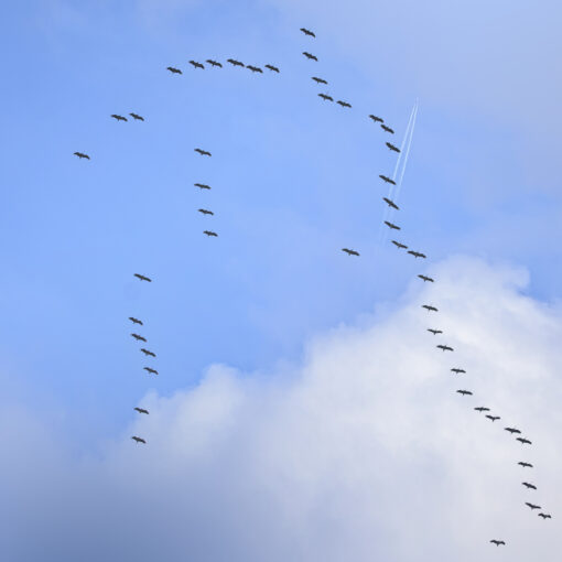 ALAIN BUCHET NIKON D800E 2023-11-22 10:51:54 ALAIN BUCHET 2021 f/5 1/800sec ISO-200 150mm ALAIN BUCHET NIKON D800E 2023-11-22 10:51:54 ALAIN BUCHET 2021 f/5 1/800sec ISO-200 150mm