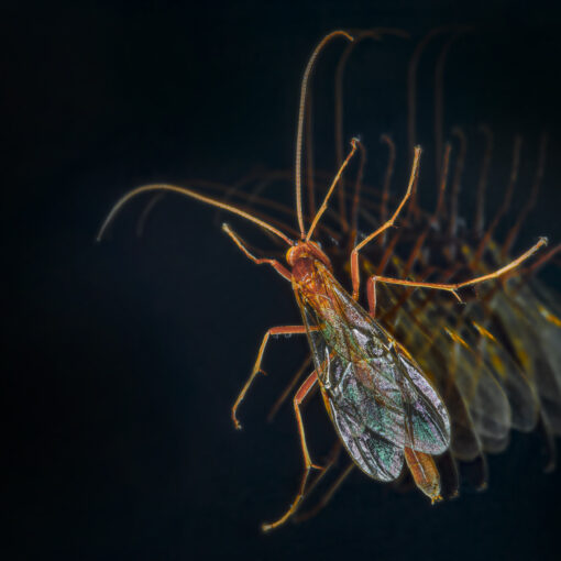 ALAIN BUCHET NIKON D800E 2024-05-01 13:46:38 ALAIN BUCHET 2021 f/32 1/125sec ISO-100 105mm ALAIN BUCHET NIKON D800E 2024-05-01 13:46:38 ALAIN BUCHET 2021 f/32 1/125sec ISO-100 105mm