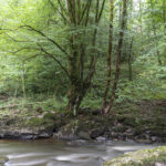 CBEG NIKON D750 2024-07-06 11:41:59 CBEG f/22 13sec ISO-100 28mm CBEG NIKON D750 2024-07-06 11:41:59 CBEG f/22 13sec ISO-100 28mm