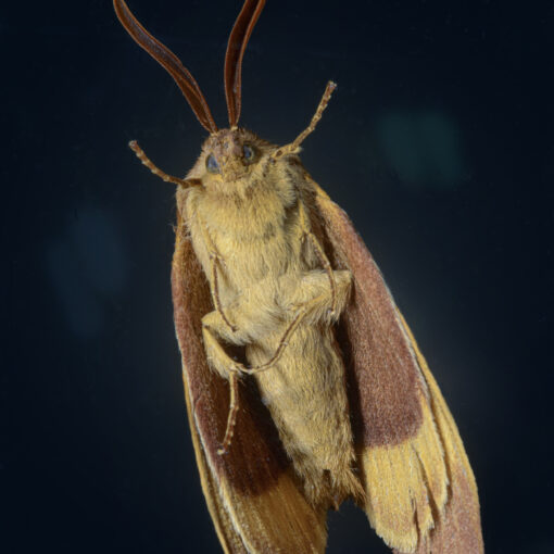 ALAIN BUCHET NIKON D800E 2023-08-27 19:18:54 ALAIN BUCHET 2021 f/40 1/125sec ISO-100 105mm ALAIN BUCHET NIKON D800E 2023-08-27 19:18:54 ALAIN BUCHET 2021 f/40 1/125sec ISO-100 105mm